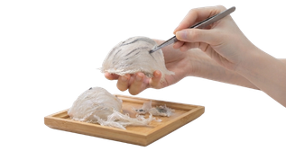 Bird's nest harvesting and processing